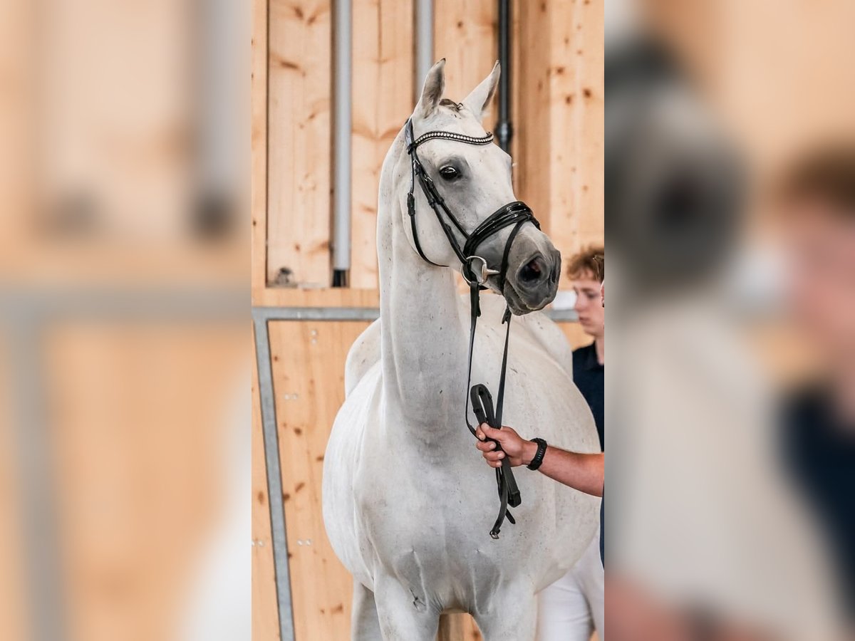 Oldenburger Merrie 11 Jaar 168 cm Schimmel in Wolfsbach