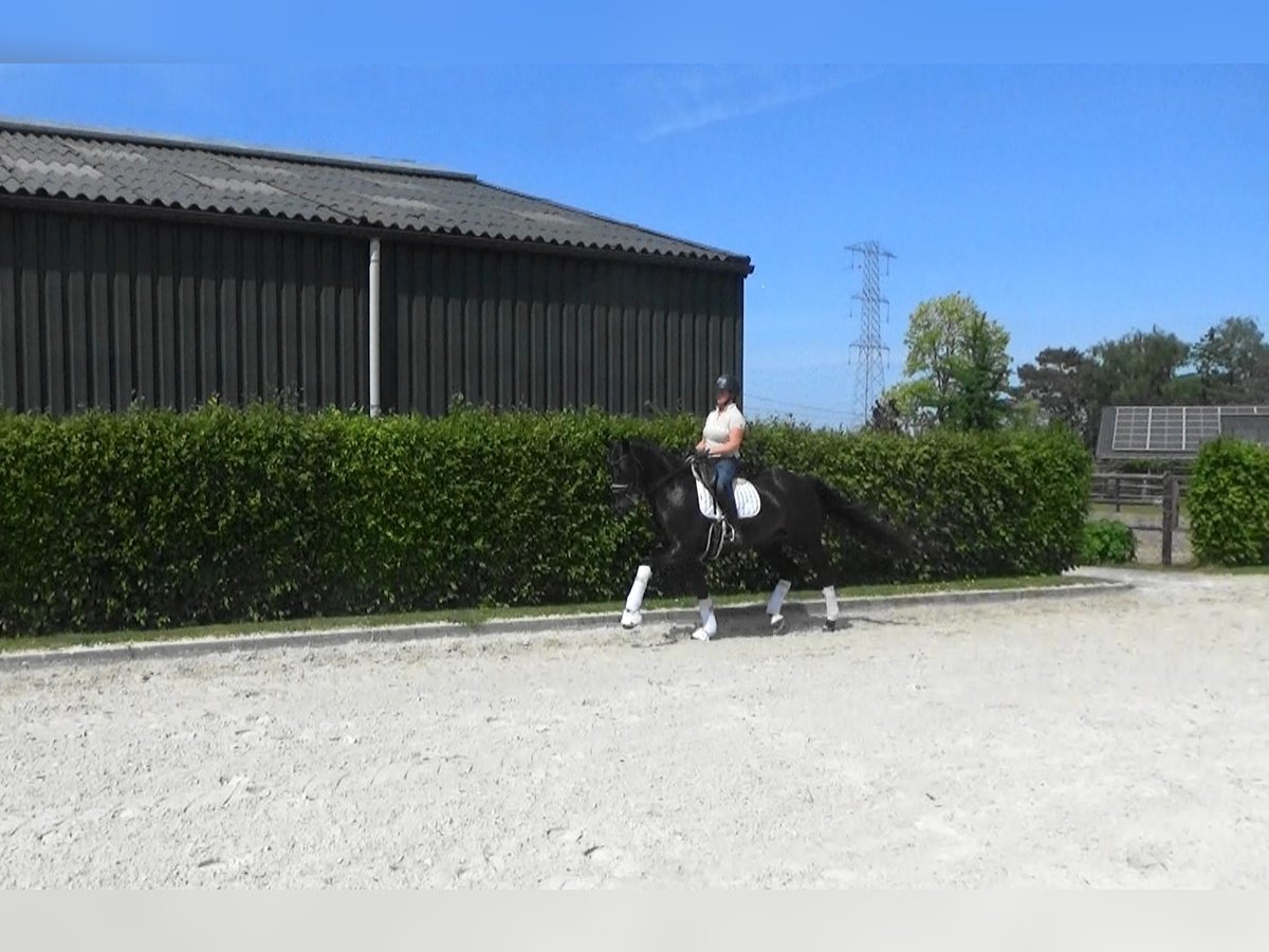 Oldenburger Merrie 11 Jaar 169 cm Donkerbruin in Mönchengladbach
