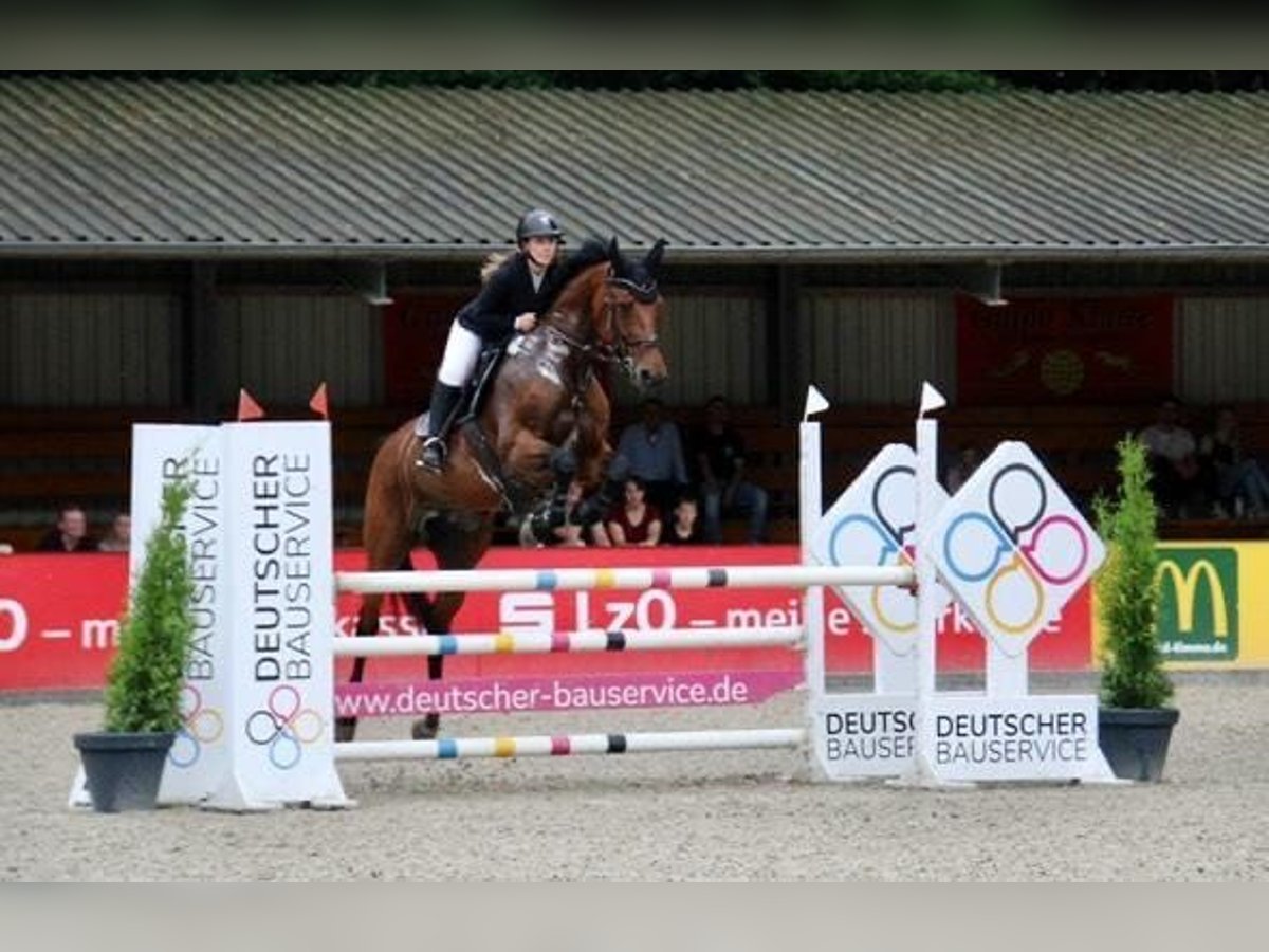 Oldenburger Merrie 11 Jaar 171 cm Bruin in Vechta