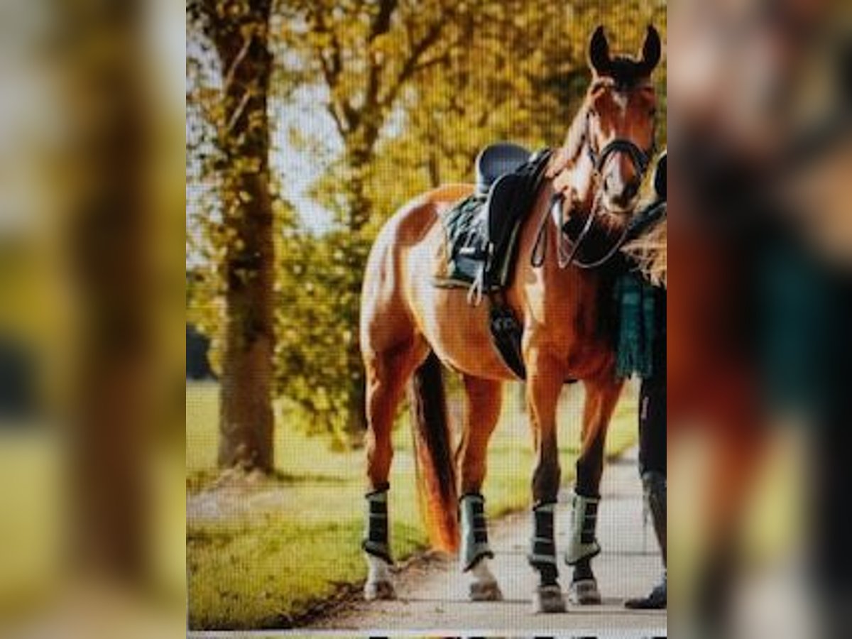 Oldenburger Merrie 11 Jaar 172 cm Bruin in Wanfried