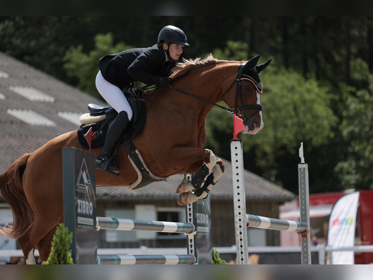 Oldenburger Merrie 12 Jaar 158 cm in D&#xE4;nischenhagen