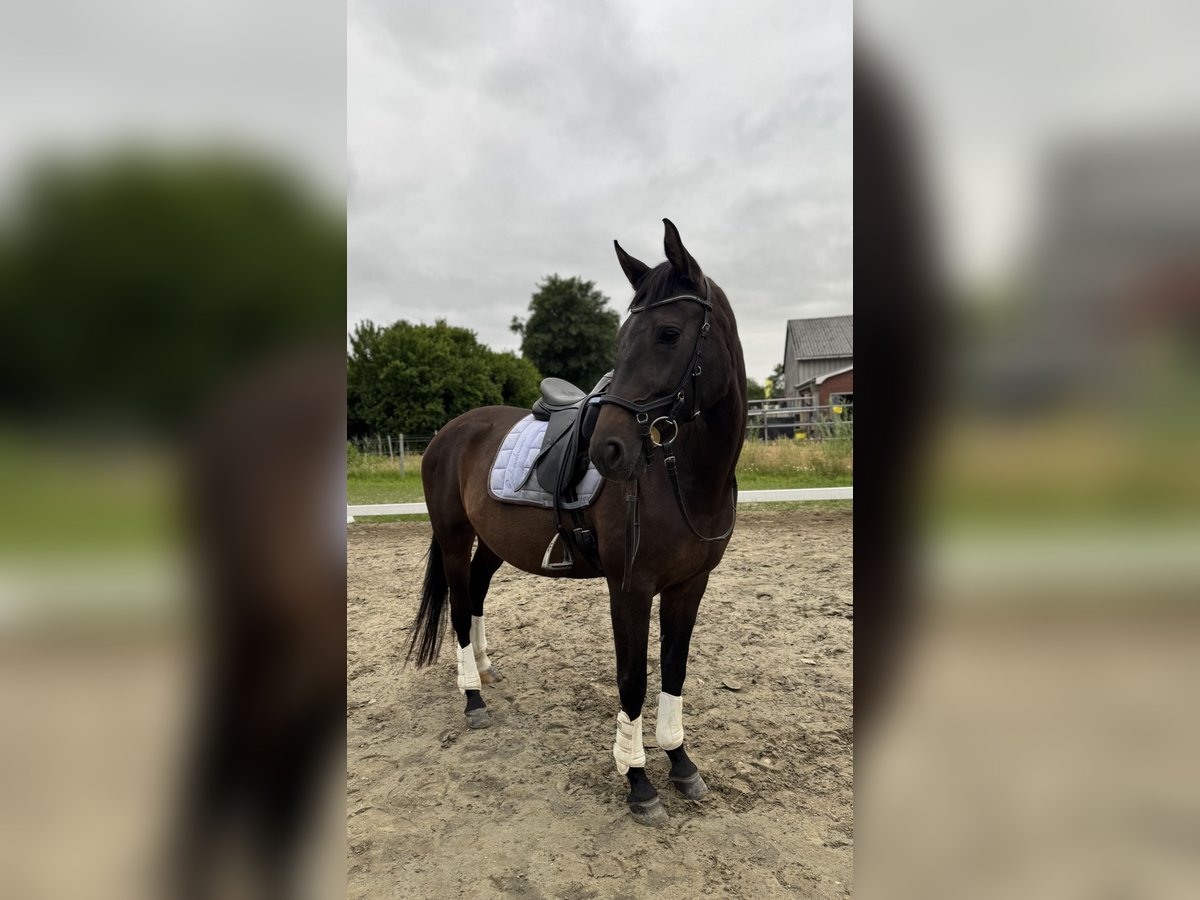 Oldenburger Merrie 12 Jaar 160 cm Donkerbruin in Brunsb&#xFC;ttel