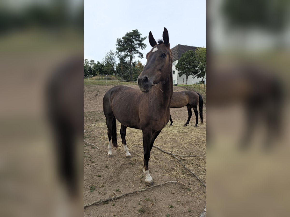 Oldenburger Merrie 12 Jaar 162 cm Donkere-vos in Immenreuth