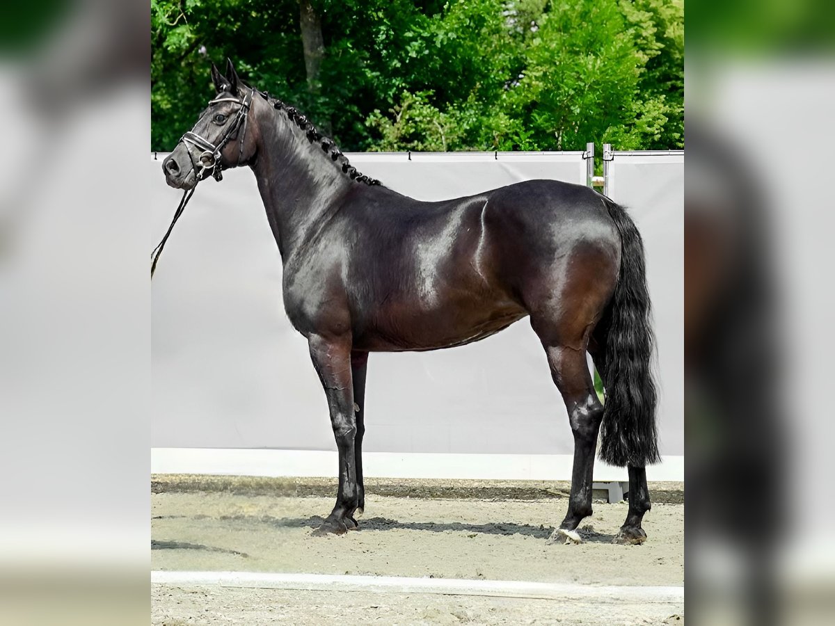 Oldenburger Merrie 12 Jaar 163 cm Zwart in H&#xF6;velhof