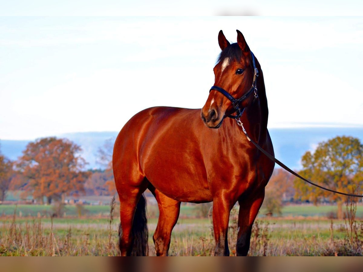 Oldenburger Merrie 12 Jaar 164 cm Bruin in G&#xF6;denstorf