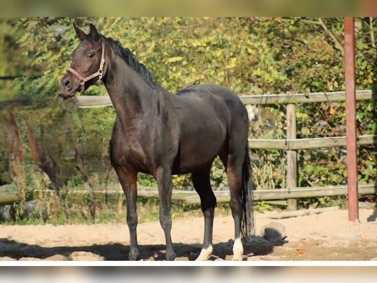 Oldenburger Merrie 12 Jaar 164 cm Donkerbruin in Radeburg
