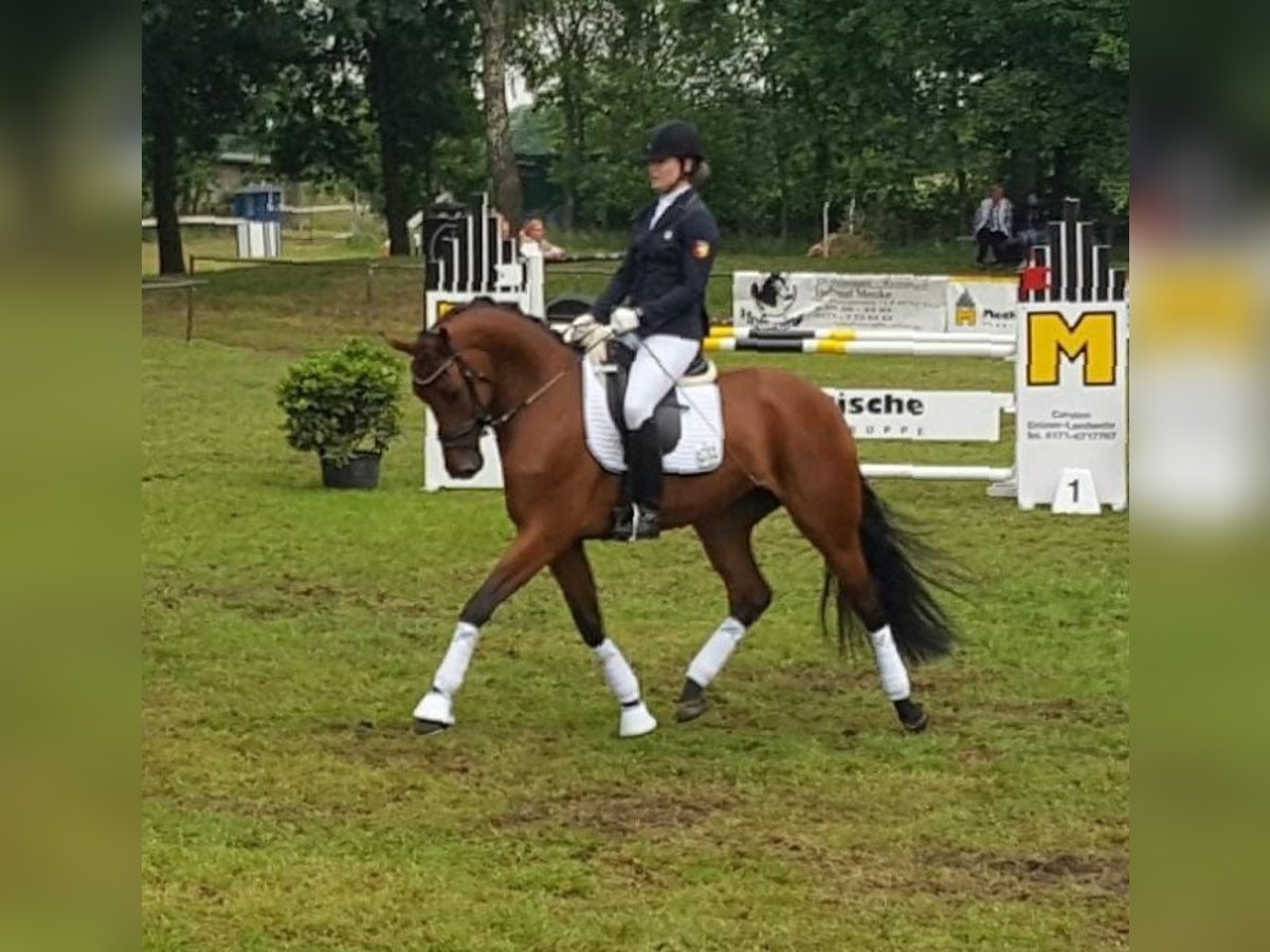 Oldenburger Merrie 12 Jaar 169 cm Bruin in Cappeln (Oldenburg)