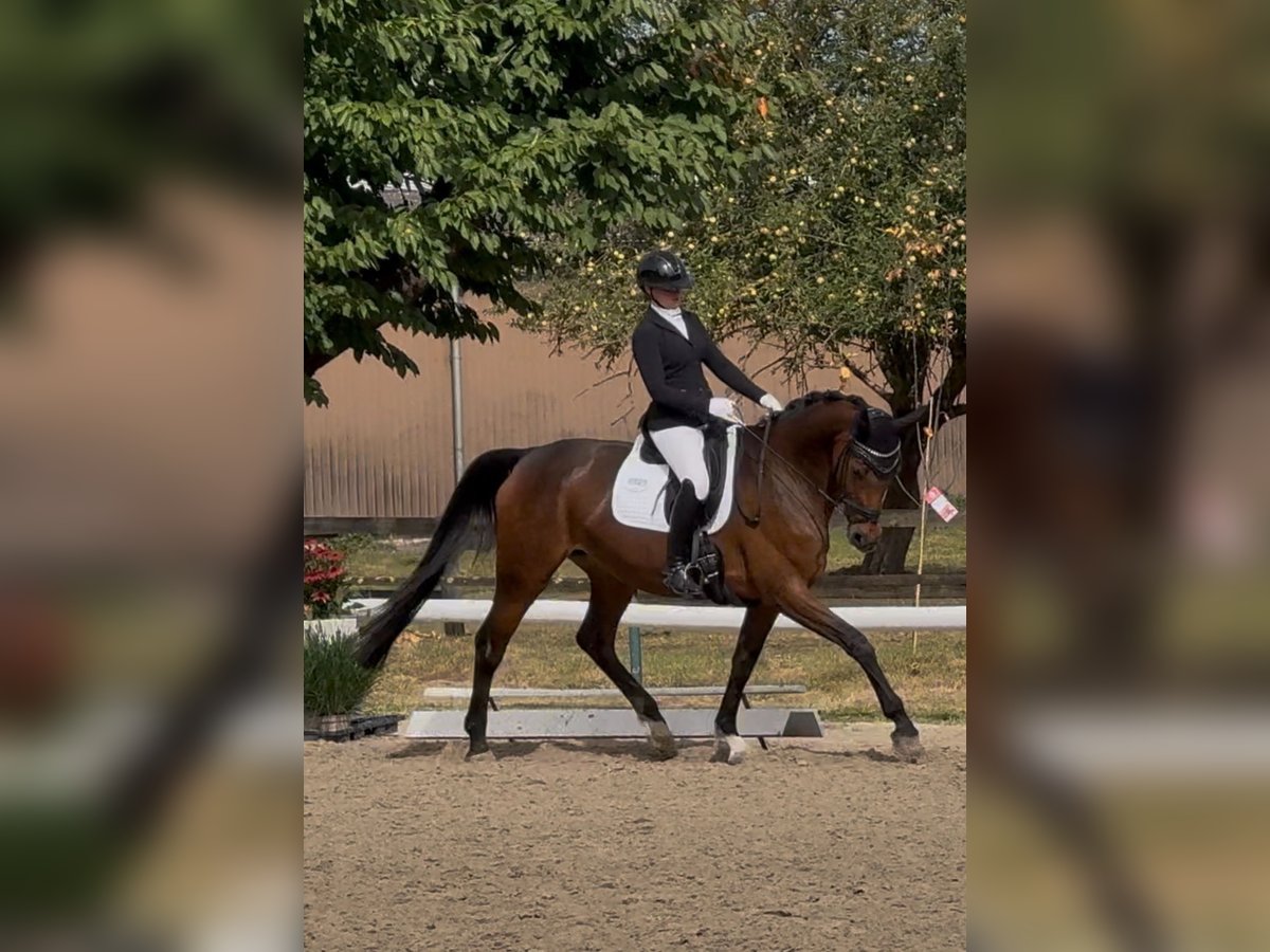 Oldenburger Merrie 12 Jaar 172 cm Donkerbruin in Bochum