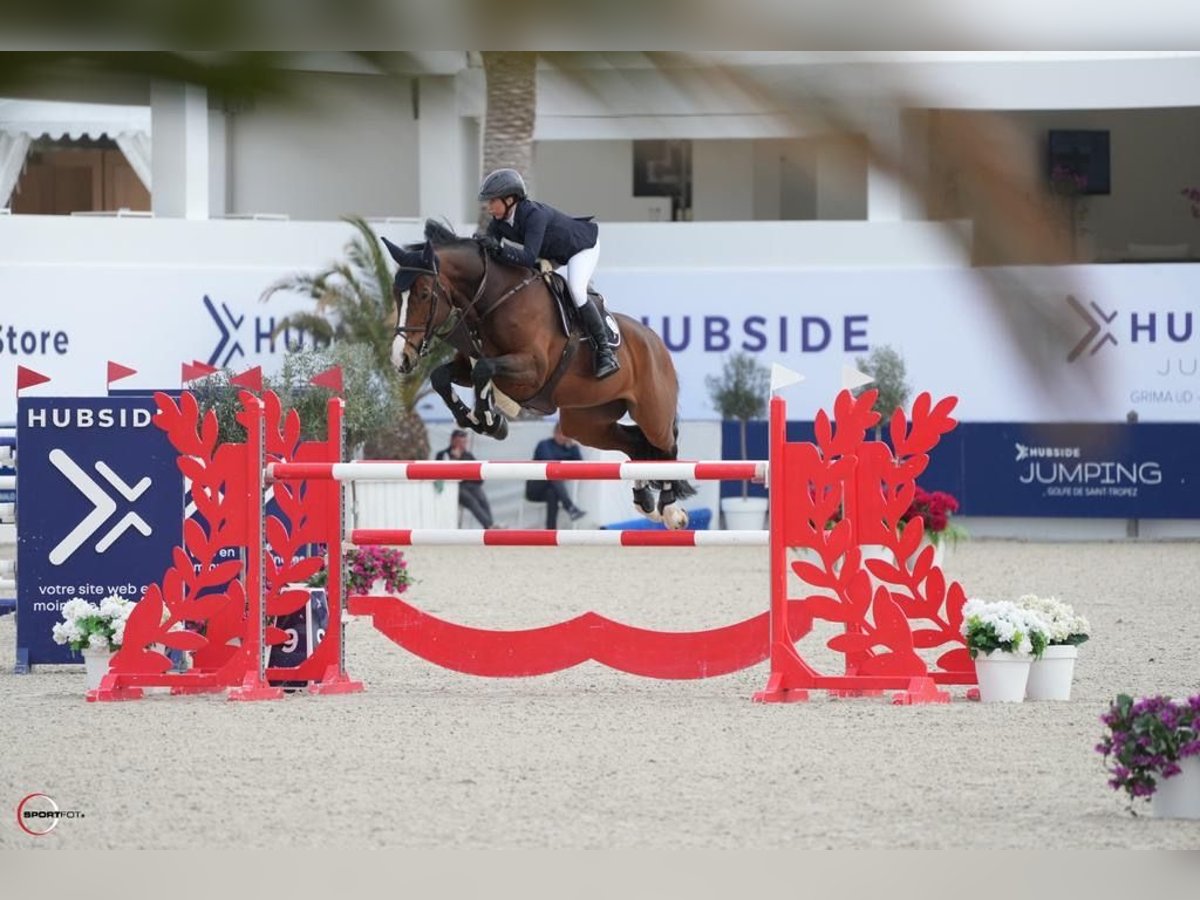 Oldenburger Merrie 12 Jaar 174 cm Roodbruin in Sośnicowice