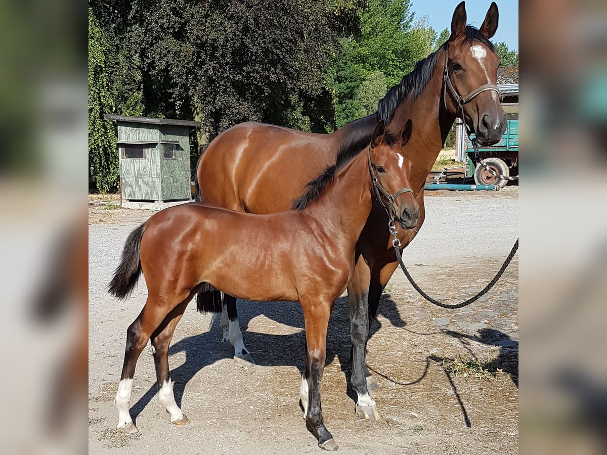 Oldenburger Merrie 12 Jaar 178 cm Bruin in Emmerich
