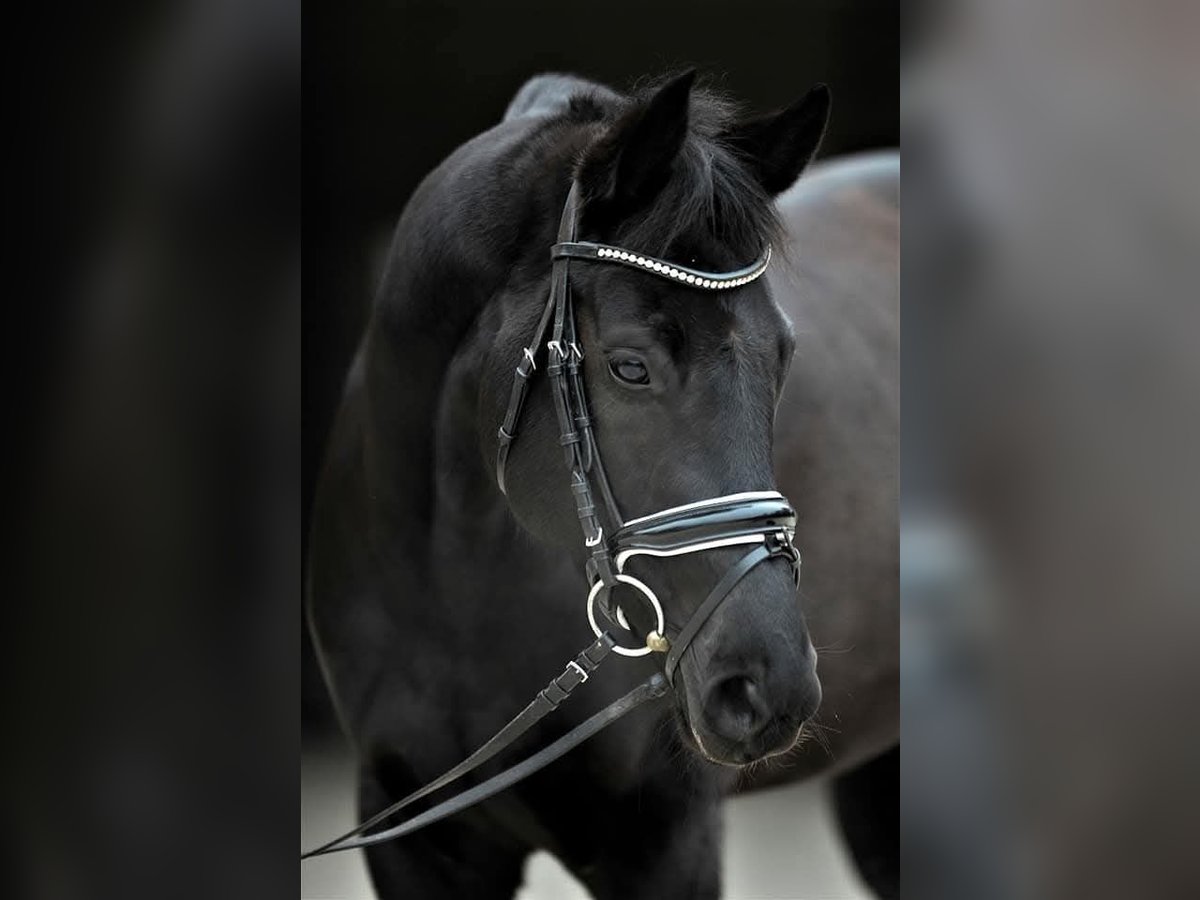Oldenburger Merrie 13 Jaar 160 cm in Susten