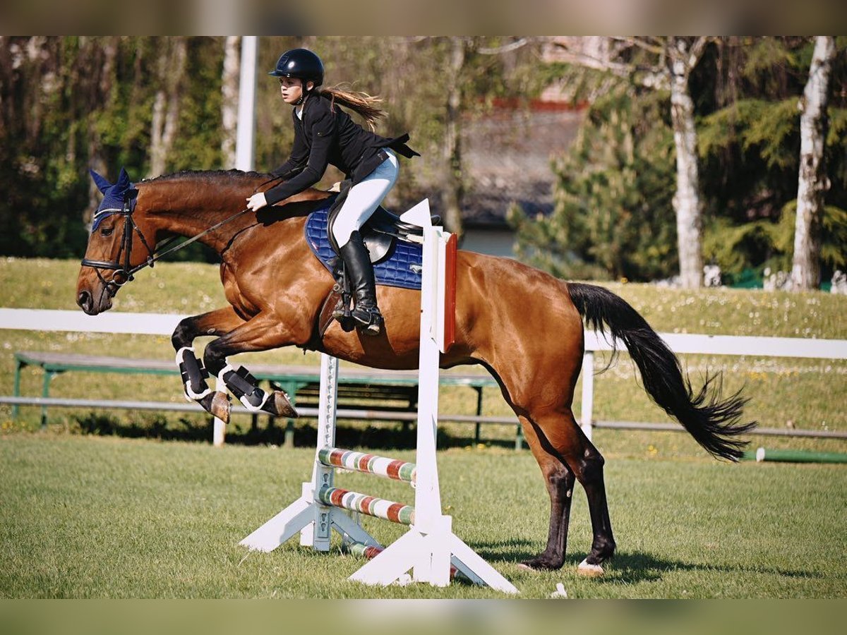 Oldenburger Merrie 13 Jaar 167 cm Roodbruin in KRIZEVCI