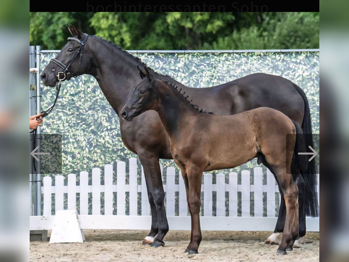 Oldenburger Merrie 13 Jaar 168 cm Zwart in Hopsten