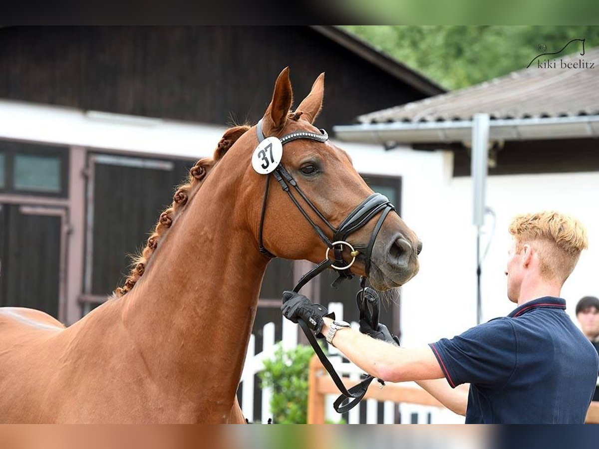 Oldenburger Merrie 13 Jaar 172 cm Vos in Hatzfeld (Eder)