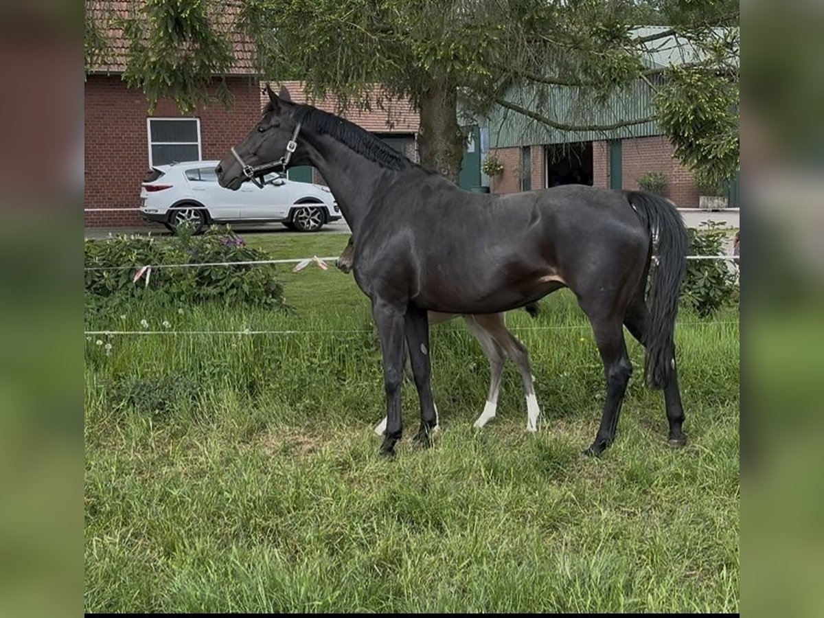Oldenburger Merrie 13 Jaar 172 cm Zwartbruin in Borken