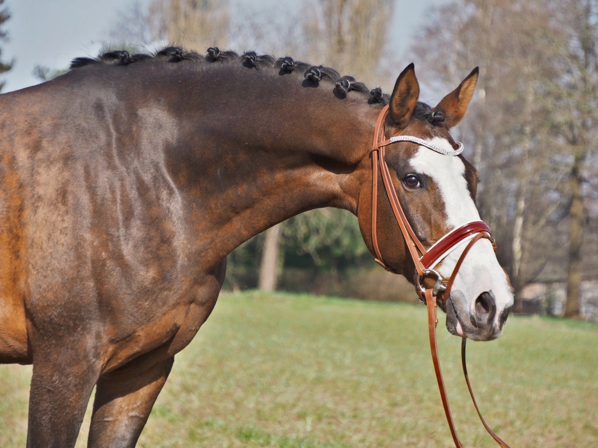 Oldenburger Merrie 14 Jaar 168 cm Bruin in Bramsche