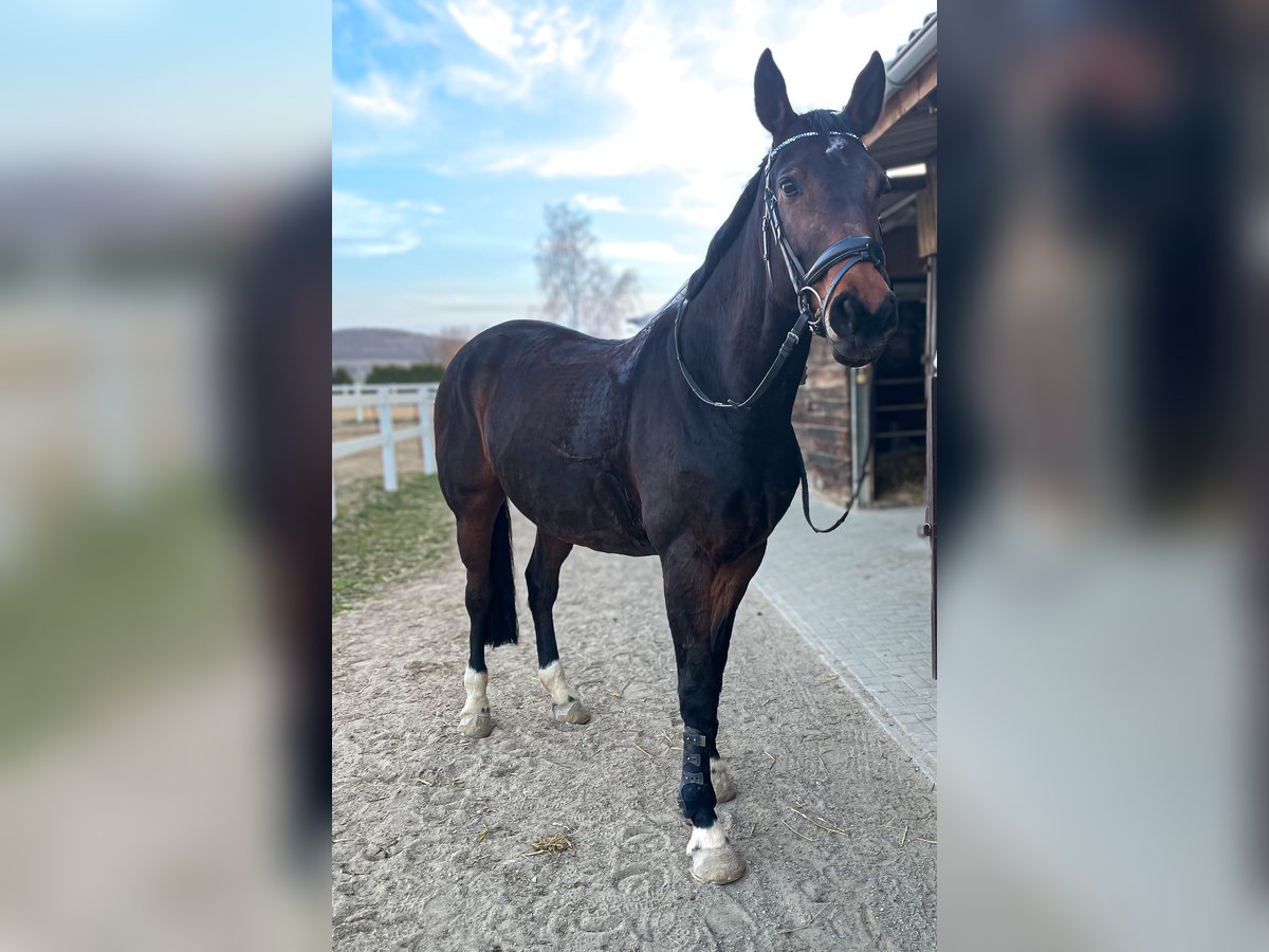 Oldenburger Merrie 14 Jaar 169 cm Donkerbruin in Zittau
