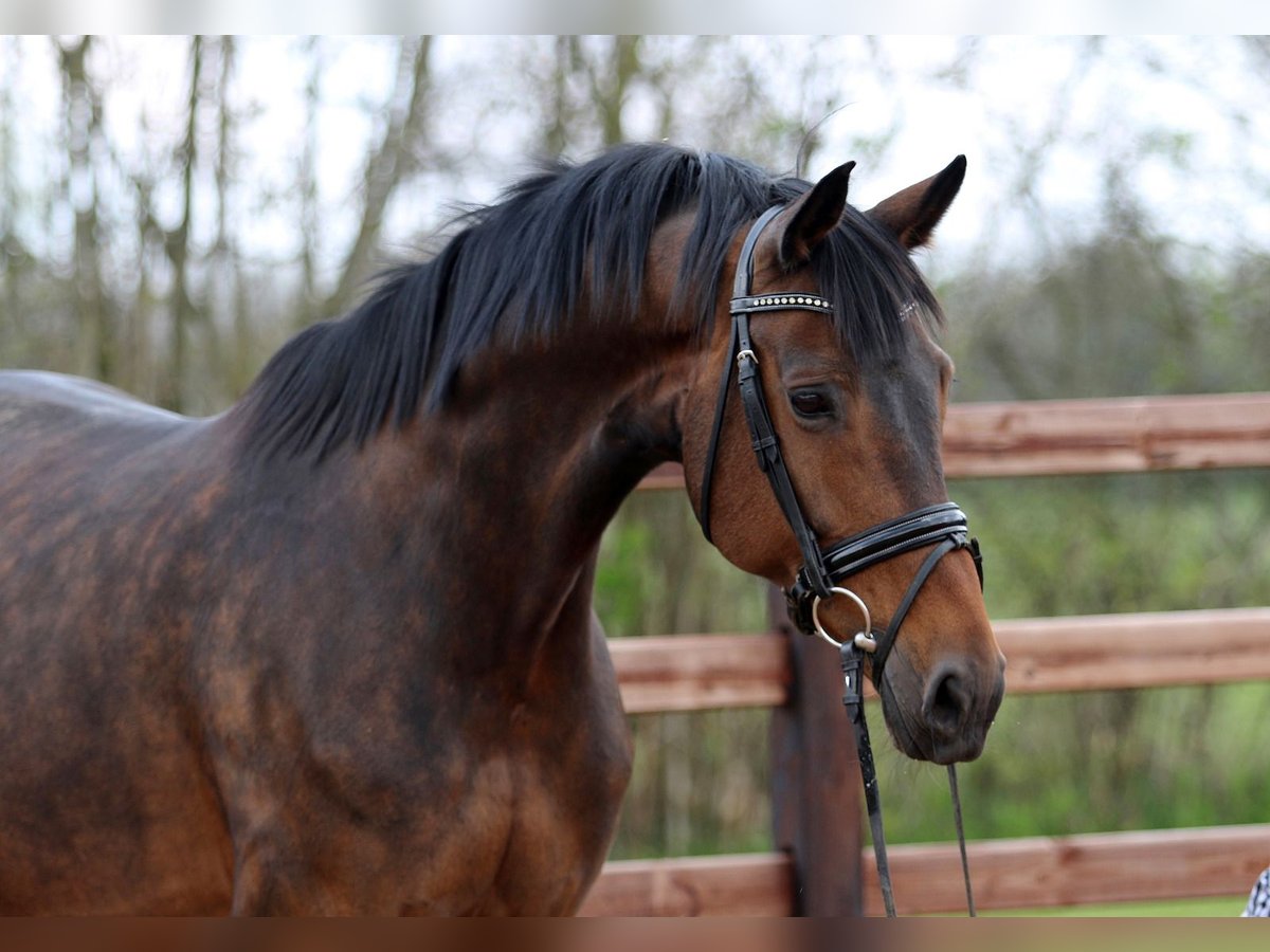 Oldenburger Merrie 14 Jaar 172 cm Donkerbruin in Blunk