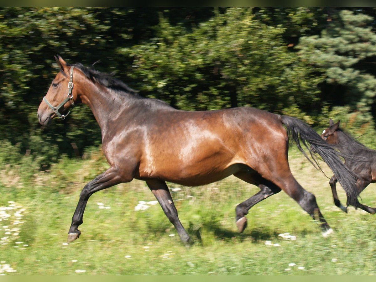 Oldenburger Merrie 14 Jaar 173 cm Donkerbruin in Walchum