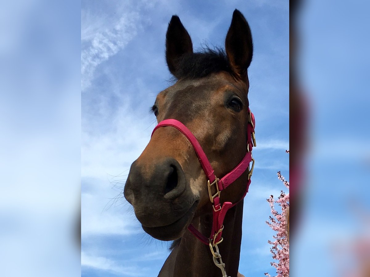 Oldenburger Merrie 14 Jaar 176 cm Donkerbruin in Oberursel