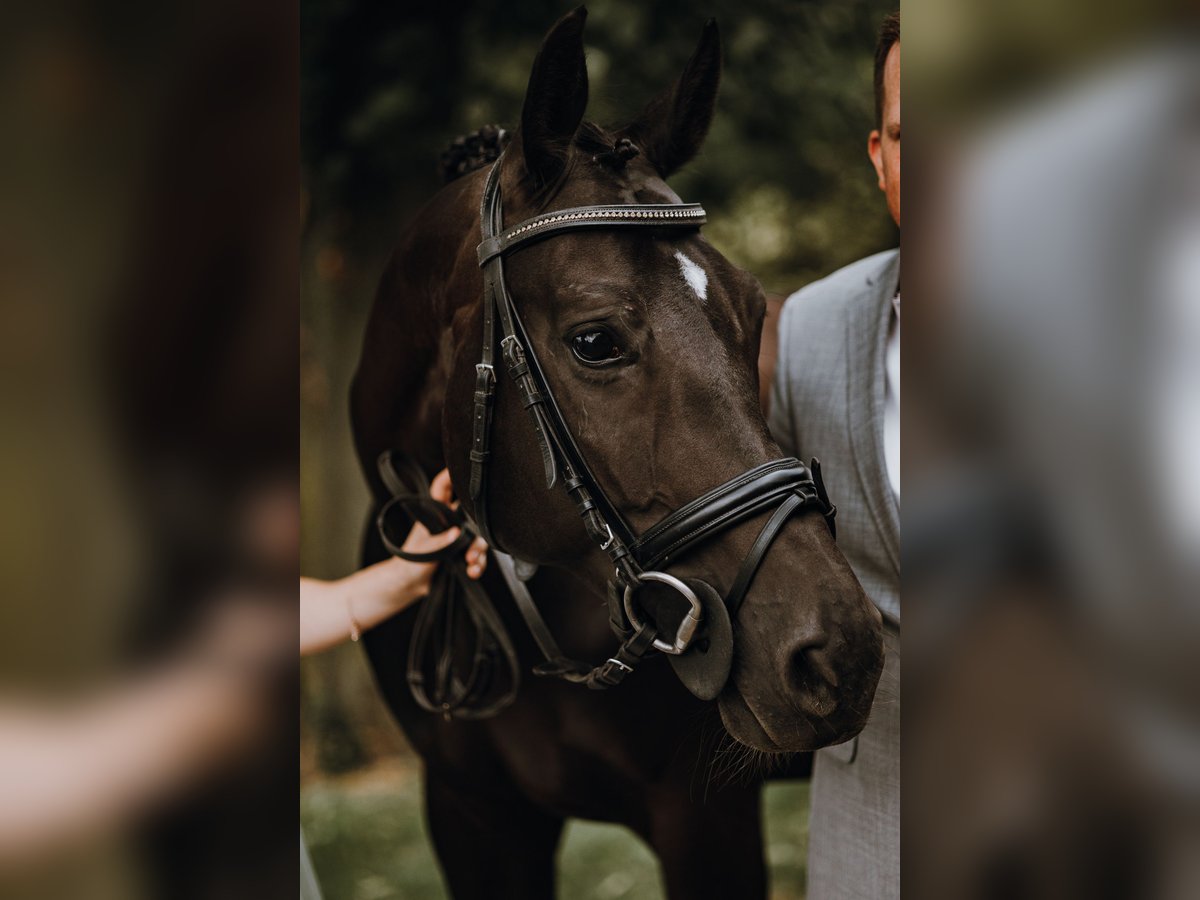 Oldenburger Merrie 15 Jaar 162 cm Zwartbruin in Ennigerloh