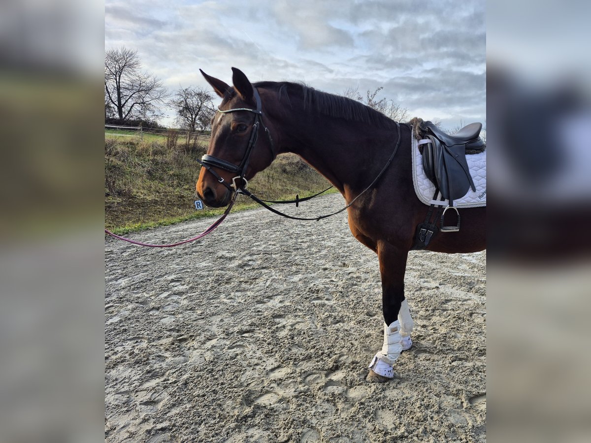 Oldenburger Merrie 15 Jaar 169 cm Bruin in Bruchsal