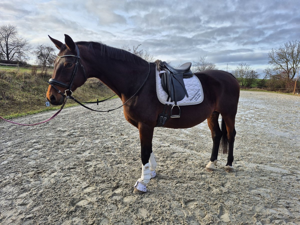 Oldenburger Merrie 15 Jaar 169 cm Bruin in Bruchsal