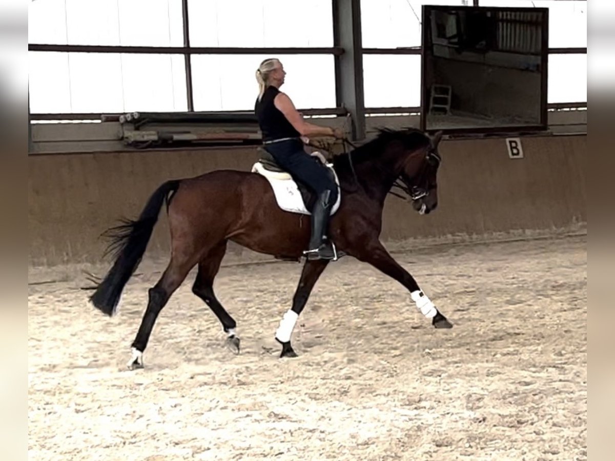 Oldenburger Merrie 15 Jaar 170 cm Bruin in Stadecken-Elsheim