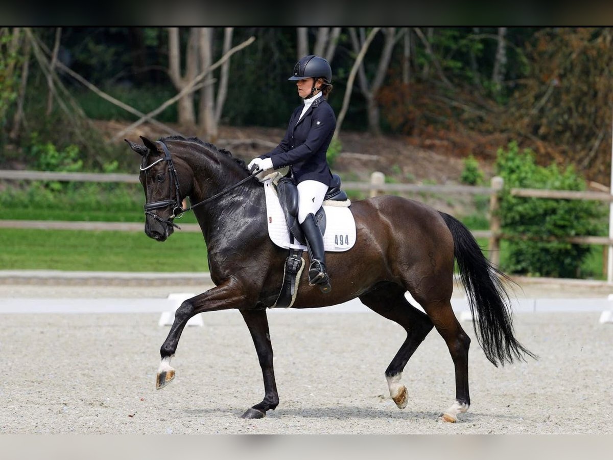Oldenburger Merrie 15 Jaar 170 cm in Hemrik