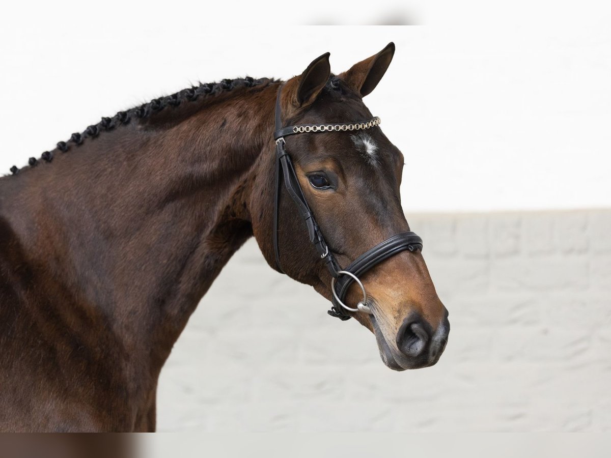 Oldenburger Merrie 16 Jaar 163 cm Bruin in Heerde