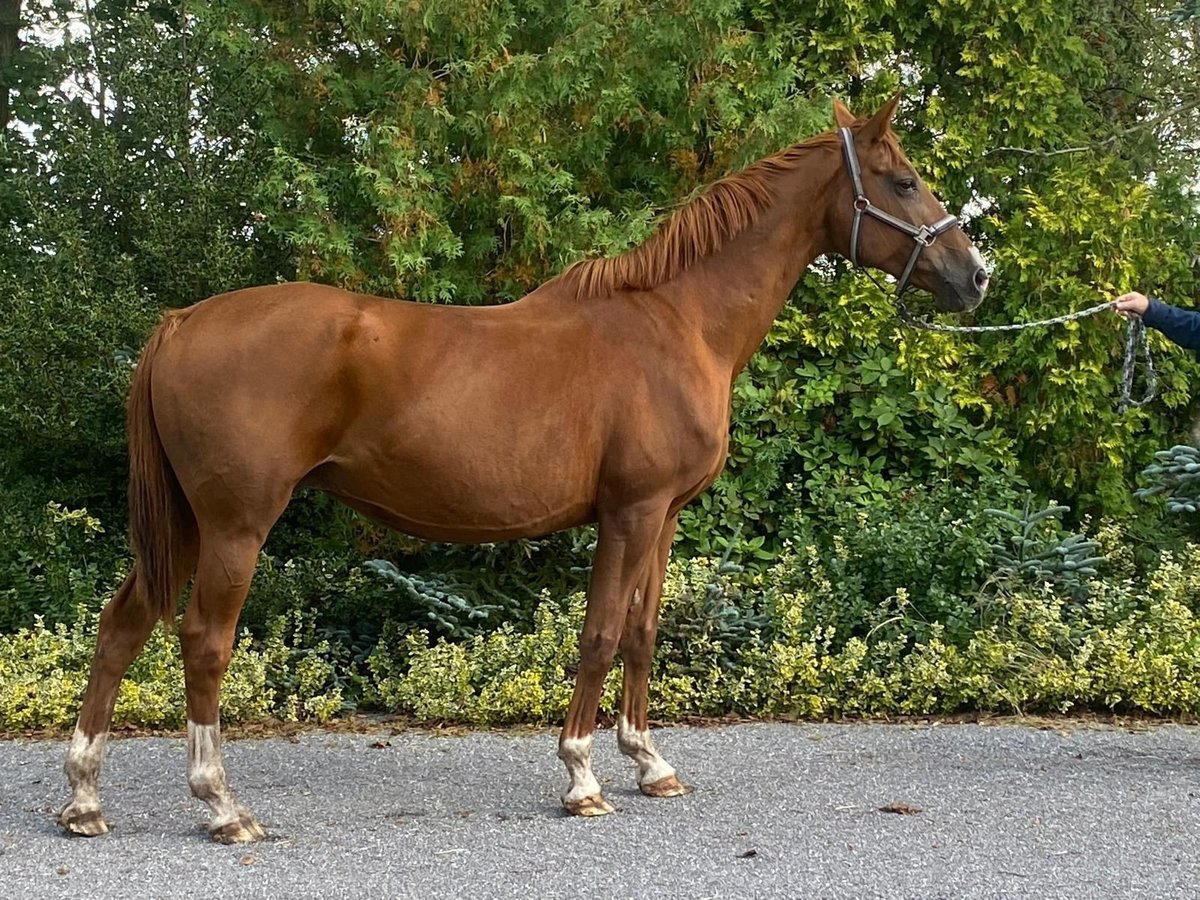 Oldenburger Merrie 16 Jaar 166 cm Donkere-vos in Langen