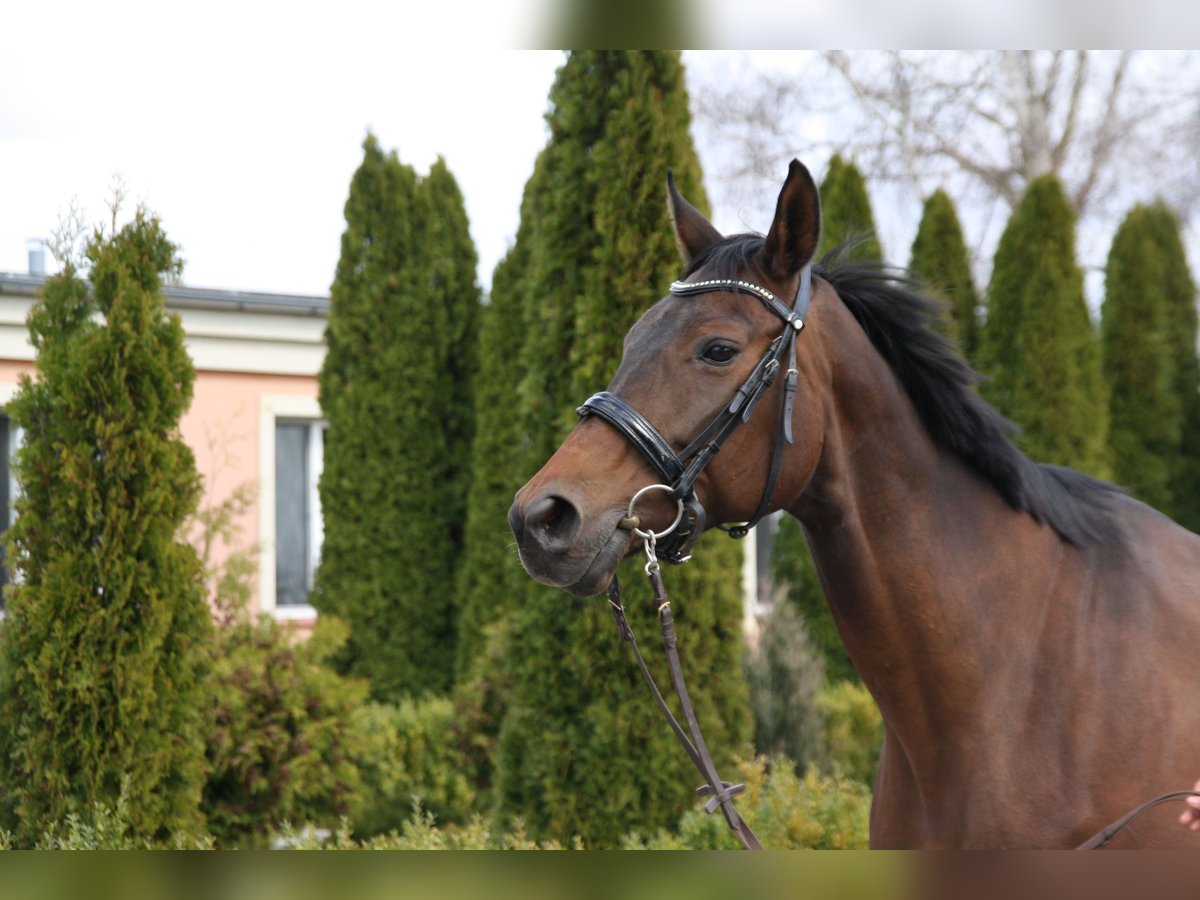 Oldenburger Merrie 17 Jaar 164 cm Bruin in Rothenburg/Oberlausitz