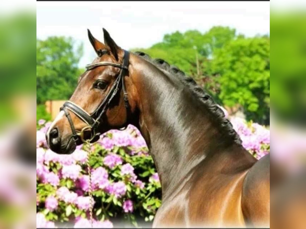 Oldenburger Merrie 17 Jaar 165 cm Bruin in Speichersdorf