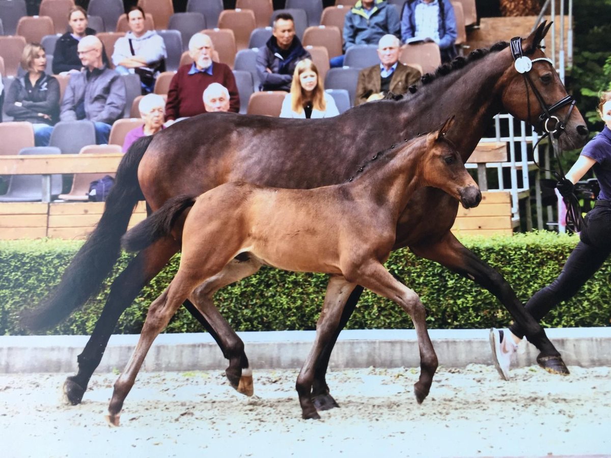 Oldenburger Merrie 17 Jaar 166 cm Donkerbruin in Suhlendorf
