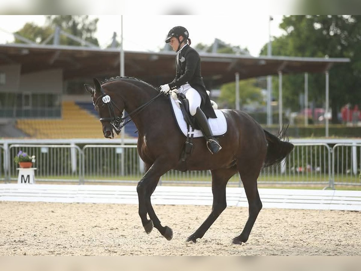 Oldenburger Merrie 18 Jaar 168 cm Donkerbruin in D&#xF6;tlingen
