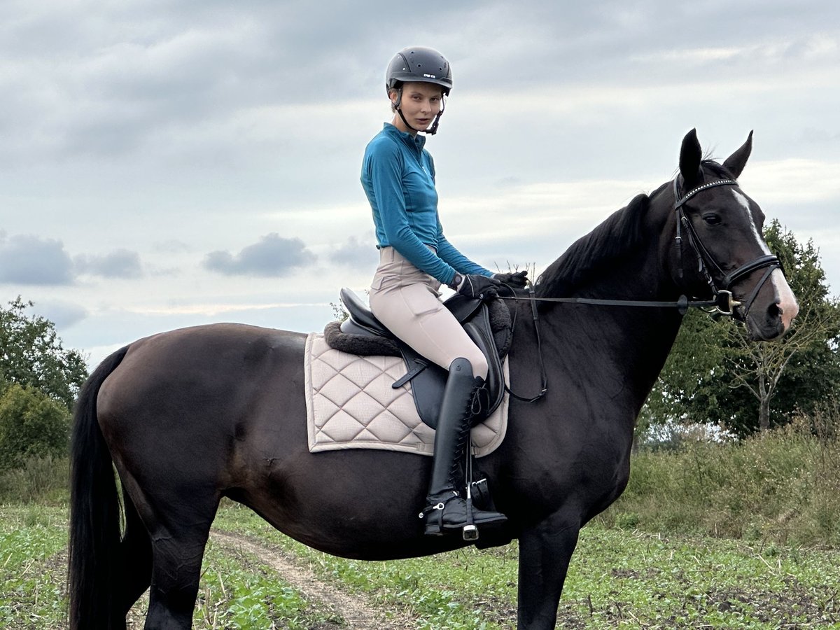 Oldenburger Merrie 19 Jaar 162 cm Zwartbruin in Nauen