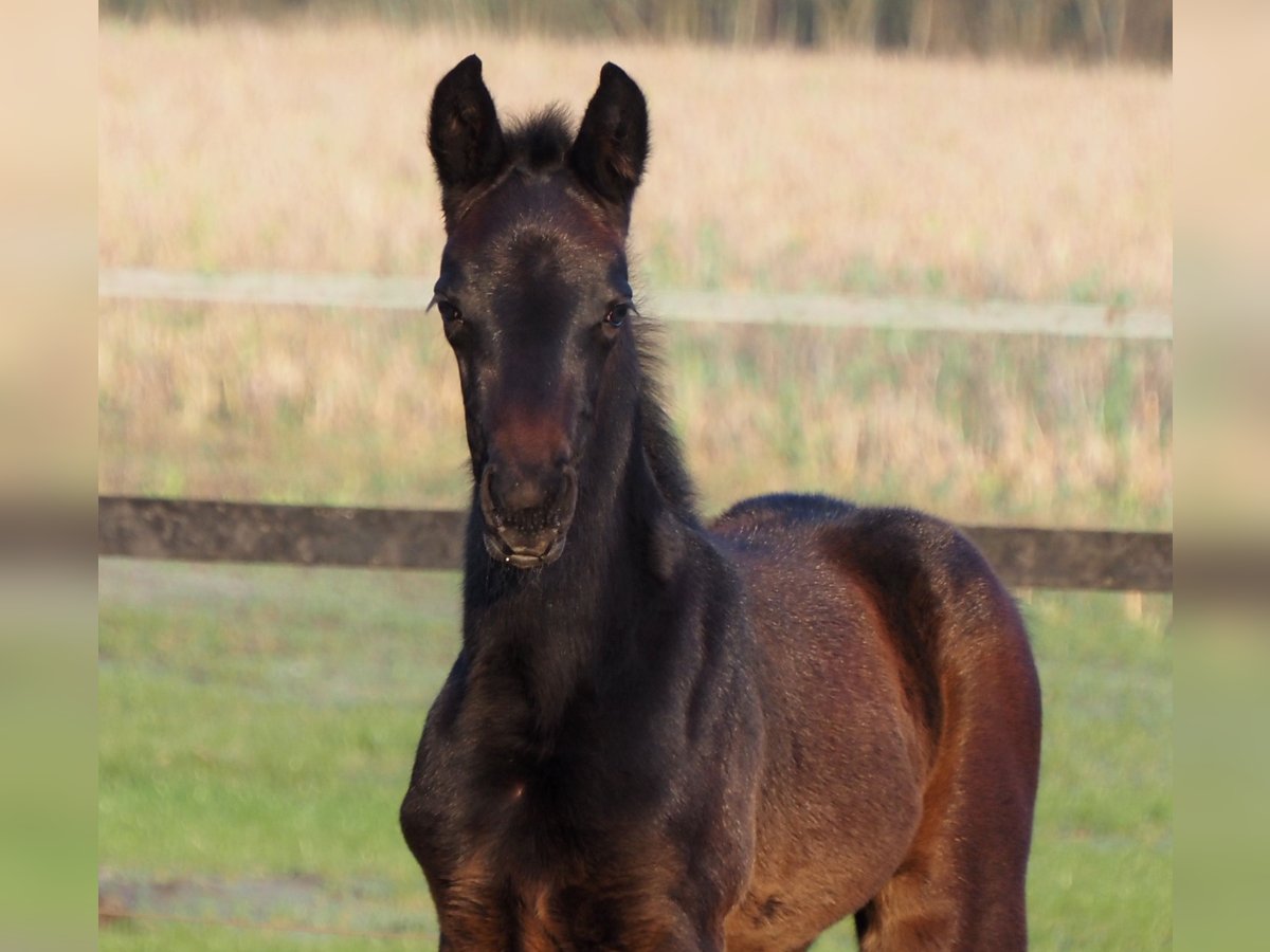 Oldenburger Merrie 1 Jaar 165 cm Donkerbruin in Bramsche