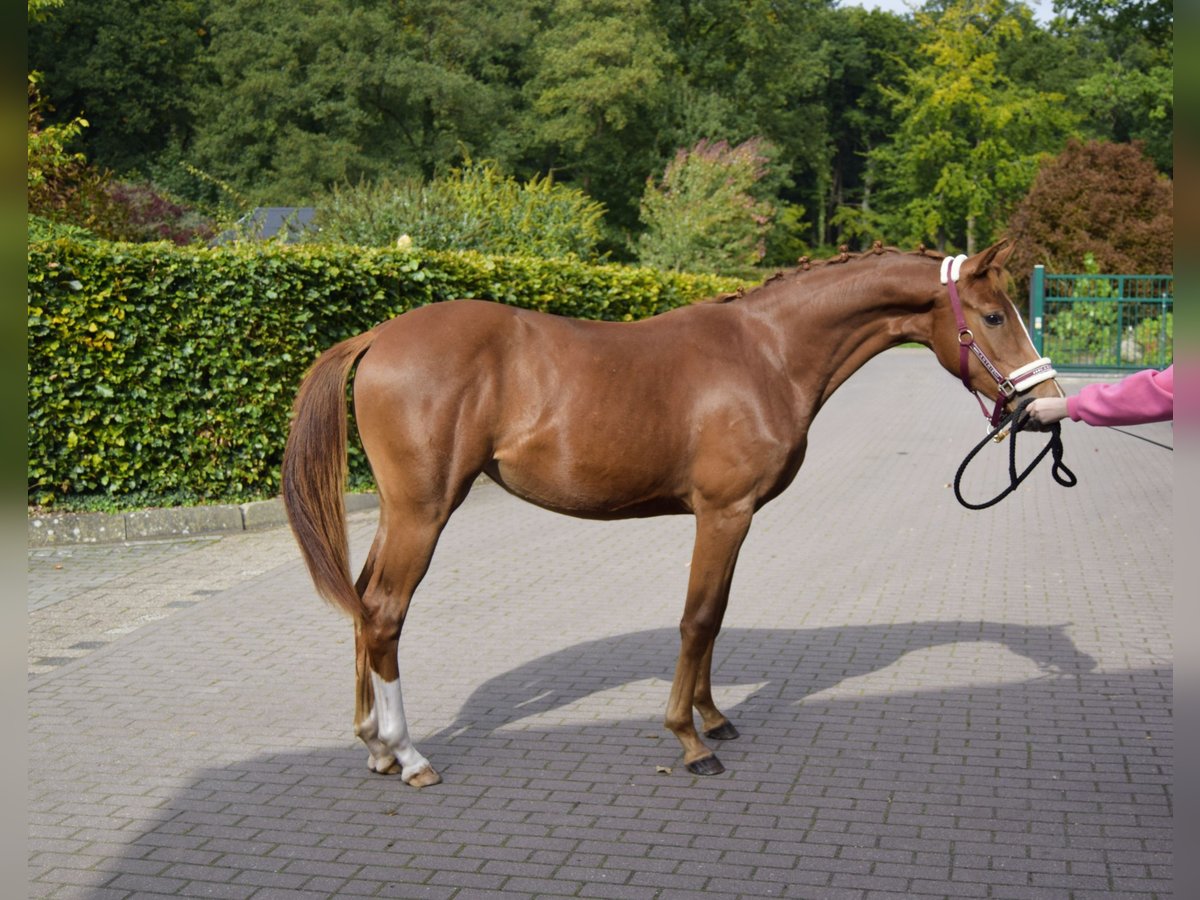 Oldenburger Merrie 1 Jaar 165 cm Donkere-vos in Edewecht