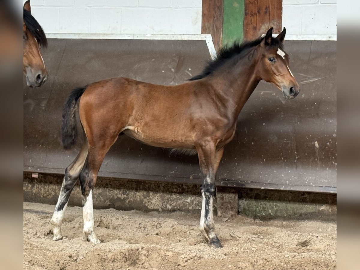 Oldenburger Merrie 1 Jaar 167 cm in Bramsche