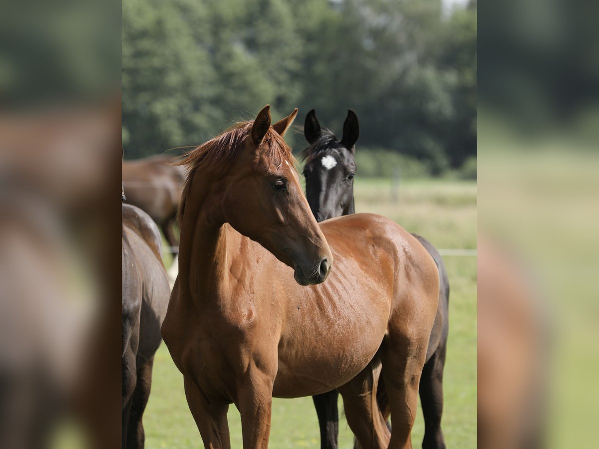 Oldenburger Merrie 1 Jaar 169 cm Vos in Belgern