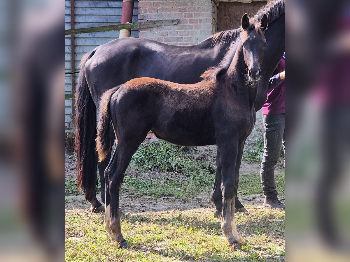 Oldenburger Merrie 1 Jaar 169 cm Zwart in Ehrenburg