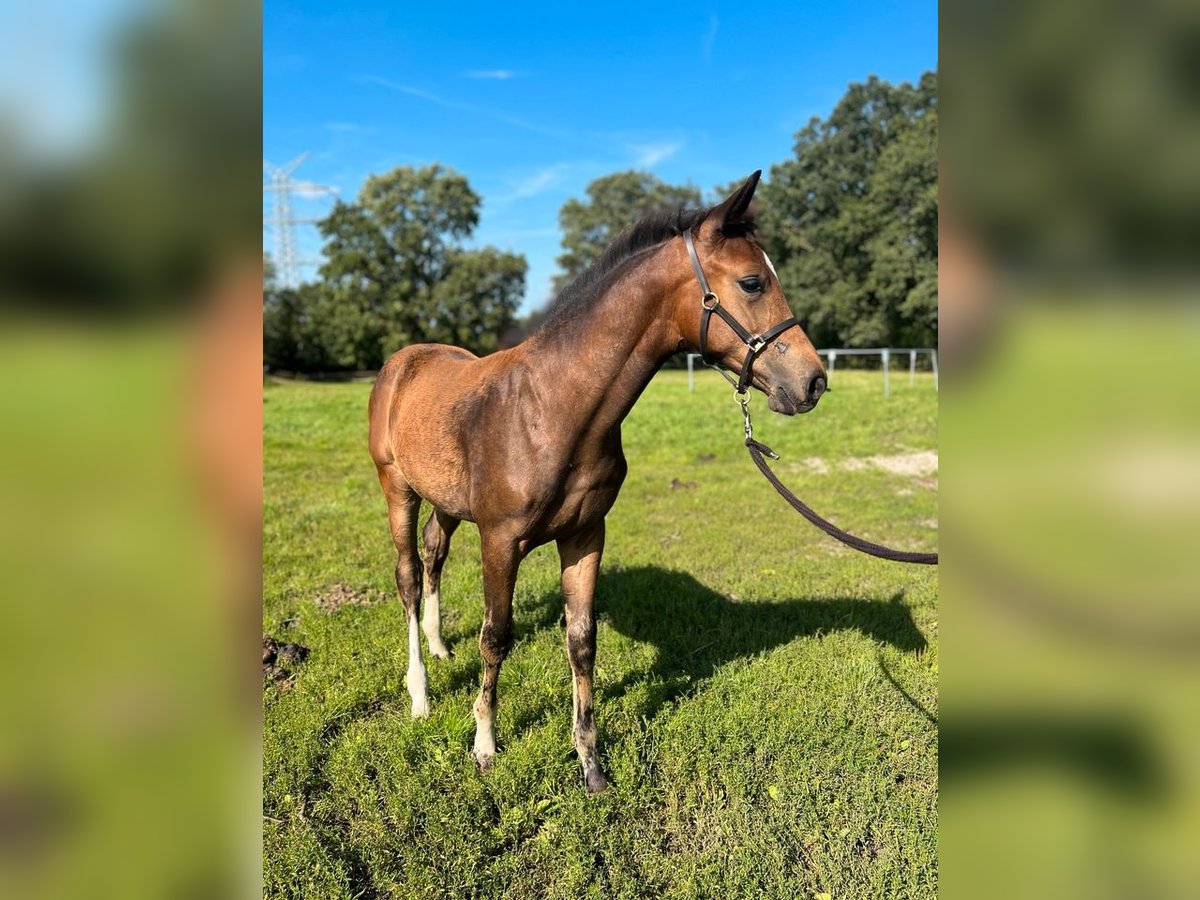 Oldenburger Merrie 1 Jaar 170 cm Bruin in Ganderkesee