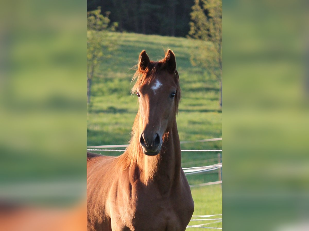 Oldenburger Merrie 1 Jaar 170 cm Vos in Trockenborn