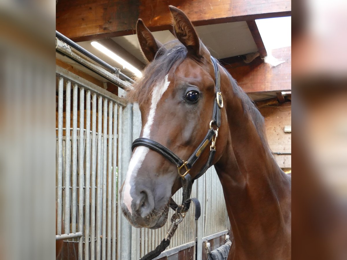 Oldenburger Merrie 1 Jaar 172 cm Donkere-vos in Greifenstein