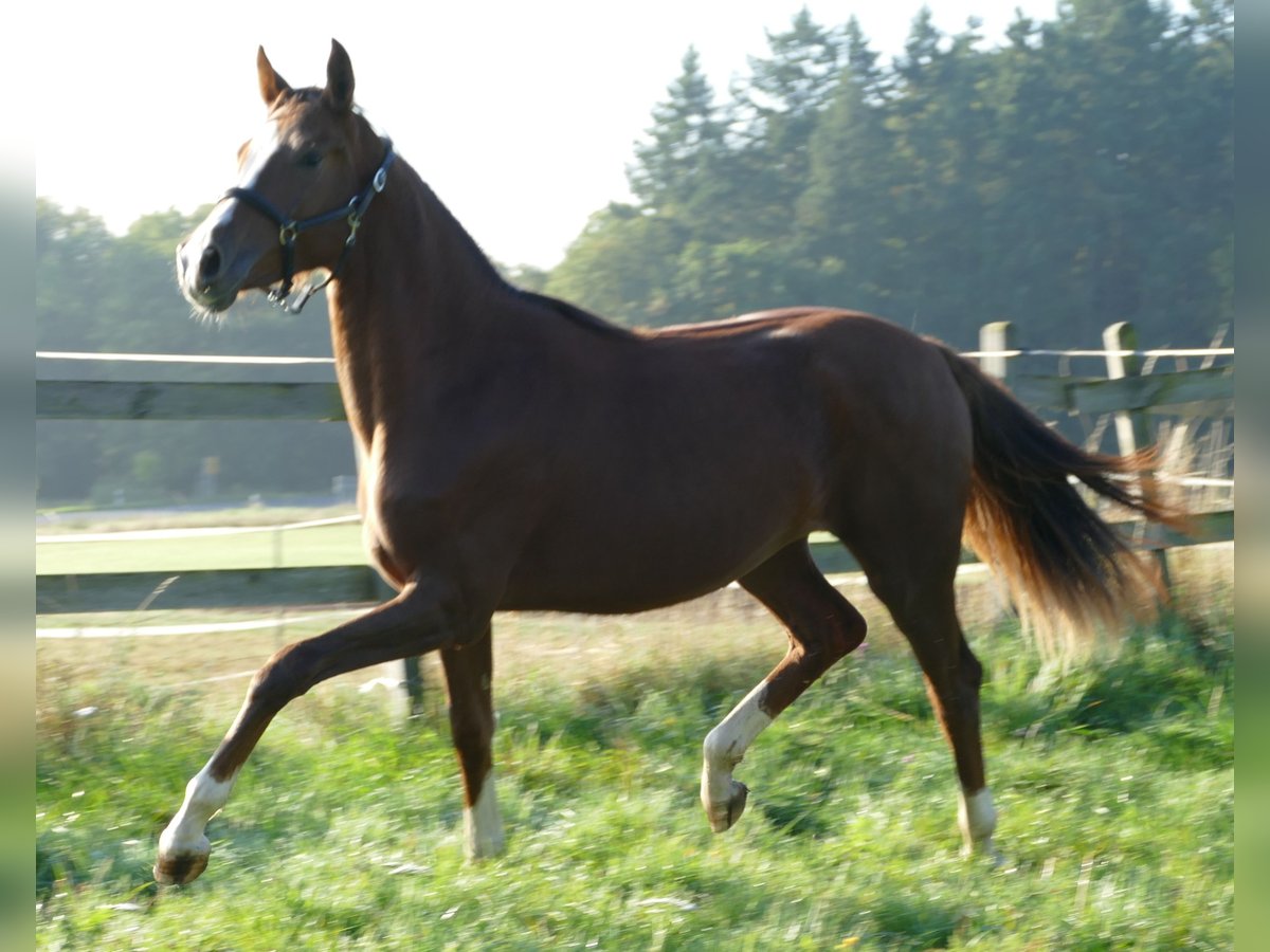 Oldenburger Merrie 1 Jaar 175 cm Donkere-vos in Greifenstein