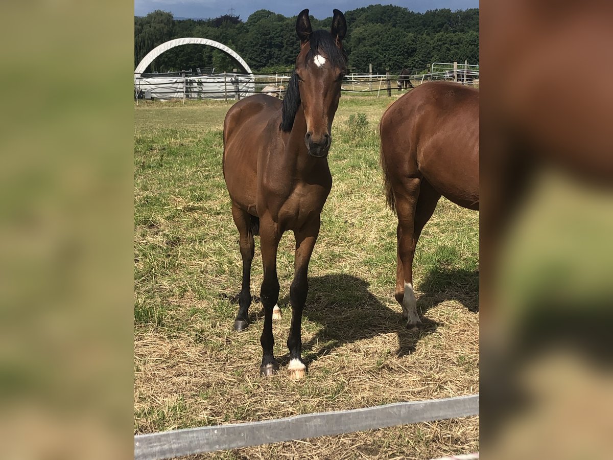 Oldenburger Merrie 1 Jaar Bruin in Hiddenhausen