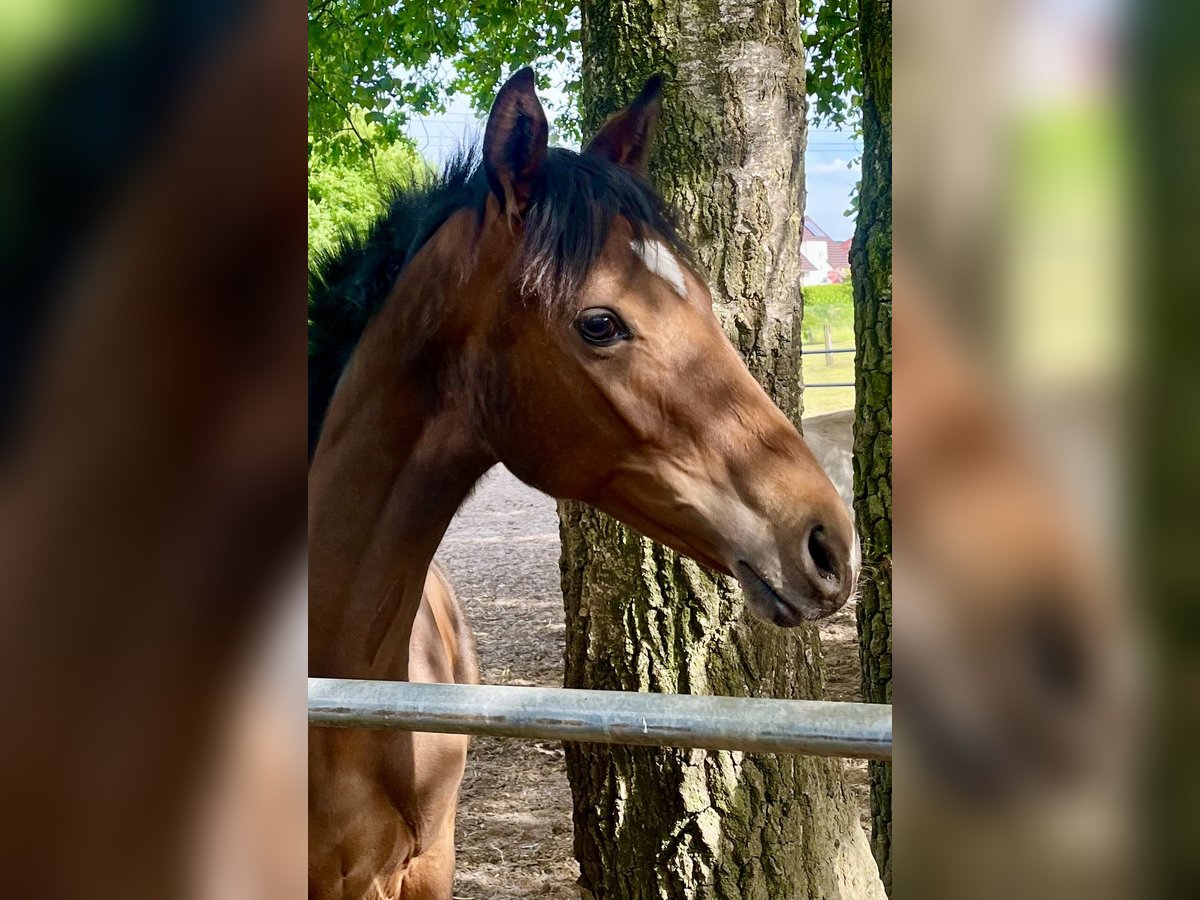 Oldenburger Merrie 1 Jaar Bruin in Meppen