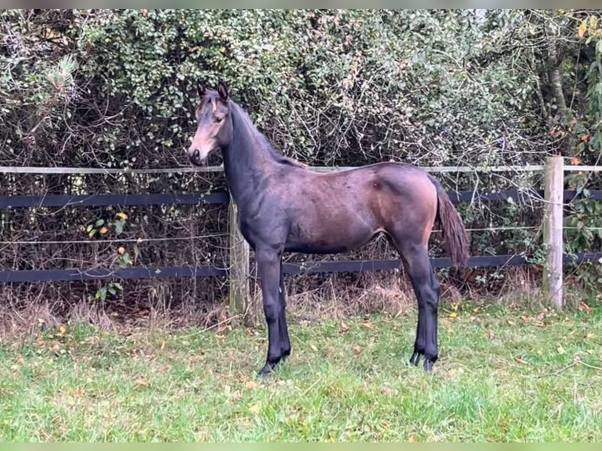 Oldenburger Merrie 1 Jaar Donkerbruin in Werlte