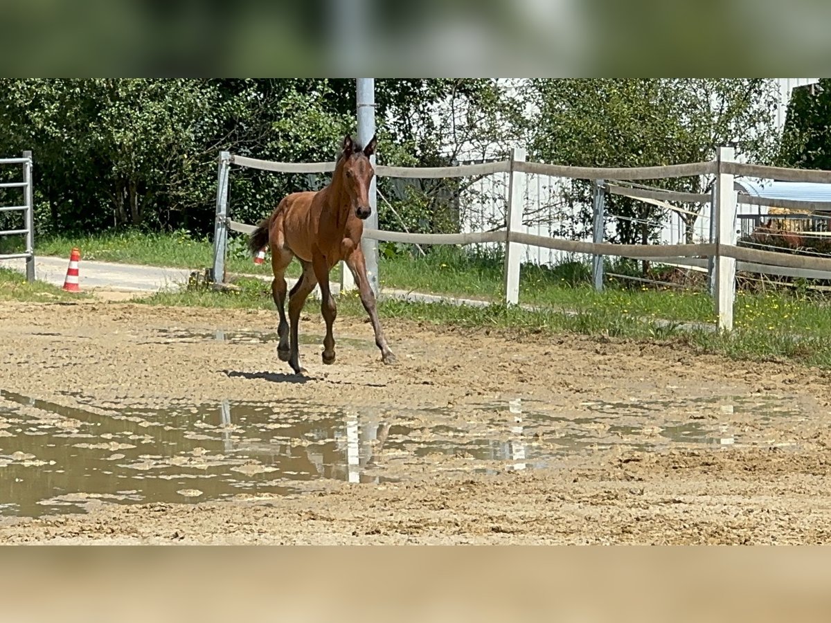 Oldenburger Merrie 1 Jaar Donkerbruin in Blieskastel