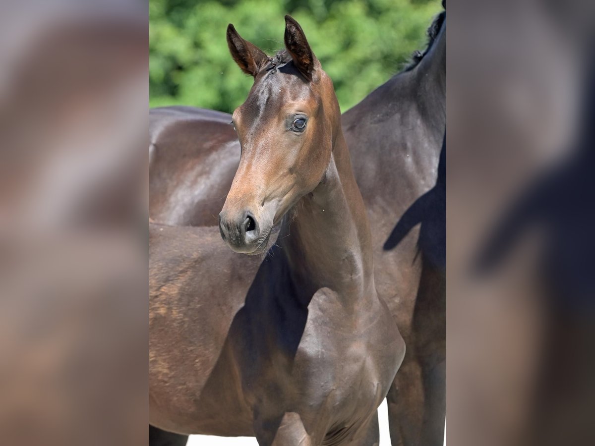 Oldenburger Merrie 1 Jaar in Helferskirchen